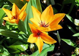 Tulipa botanická směs - Tulipán botanický mix - 5 květinové cibule - Tulipa botanical 