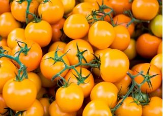Pomidoras – Joke - oranžinis - 65 sėklos - Solanum lycopersicum