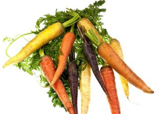 Морков - разнообразен микс с многоцветни корени - Daucus carota - семена