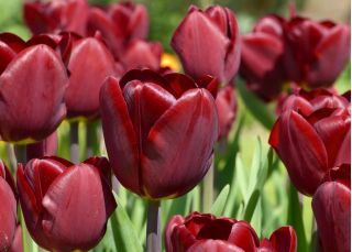 Tulipa Jan Reus - Tulip Jan Reus - 5 bulbi