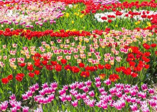 Set Tulip - merah, putih-merah muda dan lily-bunga pink-putih - 45 pcs - 