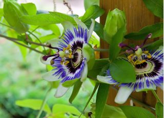 Οι σπόροι του Blue Passion Flower - Passiflora caerulea - 22 σπόροι