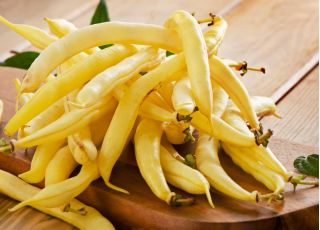 노란색 프랑스 콩 "폴카"- 125 종자 - Phaseolus vulgaris L. - 씨앗
