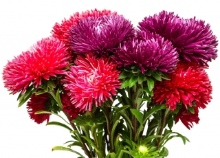 Tall chinese aster "King Size" - up to 100 cm in height - 250 seeds