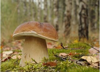 Penny bun - mycelium; cep, porcino, porcini