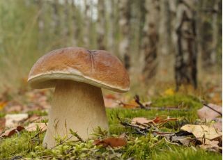 Conifer tree mushroom set + parasol mushroom - 7 species - mycelium, spawn