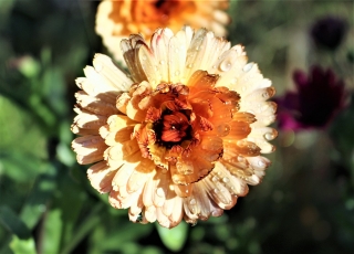 Calêndula - Sunset Buff - Calendula officinalis - sementes