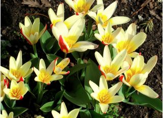 Тюльпан Johann Strauss - пакет из 5 штук - Tulipa Johann Strauss