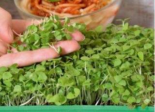 Microgreens - Grünes Basilikum   - junge, leckere Blätter