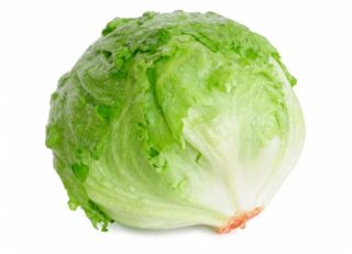 Iceberg lettuce "Larsen" - medium early variety - 900 seeds