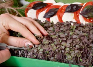 Microgreens - Red sweet basil "Dark Opal" - young leaves with exceptional taste - 1950 seeds