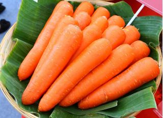 Carrot Amsterdam 2 seeds - Daucus carota - 4250 seeds