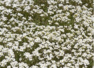 Sjeme planinske brazde - Arenaria montana - 75 sjemenki - sjemenke