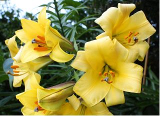 Liljesläktet Golden Splendour - Lilium Golden Splendour