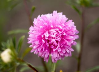 Aster "Beryl" a fiore di crisantemo rosa - 250 semi - Callistephus chinensis