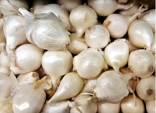 Cebolleta - blanca - 10 kg; cebolla verde - 