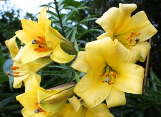 Lilium, Lily Golden Splendor - Confezione XL - 50 pz