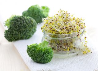 Germogli di broccoli - Brassica oleracea - semi