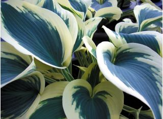 Hosta، Plantain Lily Blue Ivory - لامپ / غده / ریشه