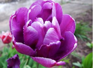 Tulipa Negrita Double - 튤립 Negrita Double - 5 알뿌리