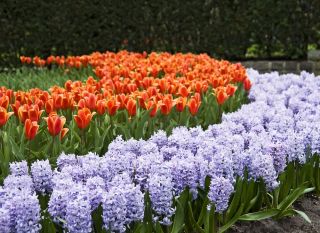 Tulipa laranja e jacinto azul conjunto - 29 peças - 