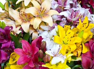مجموعة متنوعة ملونة - الزنابق - Lilium