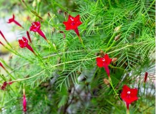 Cypress Vine Hỗn hợp màu hạt - Ipomoea quamoclit - 38 hạt