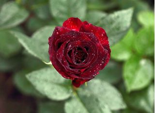 Storblomsteret rose - crimson - potteplante - 