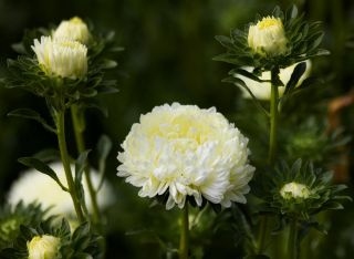 طلایی گل طلایی "پرلا" - 450 دانه - Callistephus chinensis 
