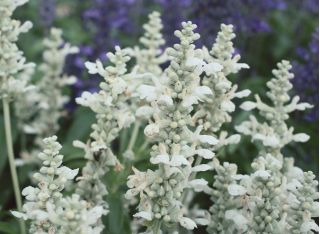 Sauge farineuse - Salvia farinacea - White Bedder - graines