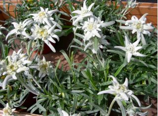 Edelweiss seemned - Leontopodium alpinum - 750 seemnet
