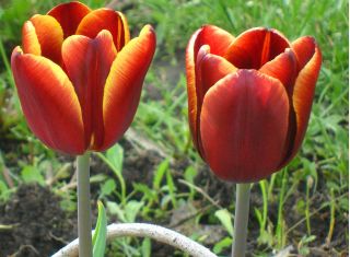 Tulpes Abu Hassan - 5 gab. Iepakojums - Tulipa Abu Hassan