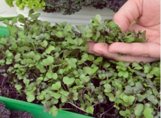 Microgreens - Red kale "Scarlet" - daun muda dengan rasa yang luar biasa - 900 biji - Brassica oleracea L. var. sabellica L. - benih