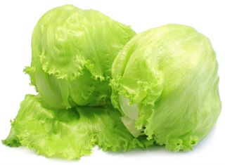 Ledena salata "Juleczka" - Lactuca sativa L.  - sjemenke
