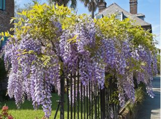 Chinese Wisteria seeds - Wisteria sinensis - 10 seeds