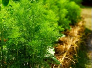 Zahradní kopr "Amat" - Anethum graveolens L. - semena