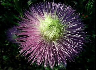 Aster "Rapsodia" - svetlo fialová - 450 semien - Callistephus chinensis  - semená
