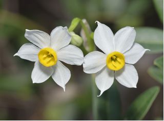 نرجس البلمة - النرجس البري - 5 لمبات - Narcissus