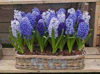 Tricolor hyacint set - 27 st - 