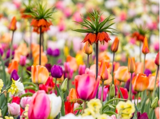 Corona imperial de naranja y una mezcla de tulipanes - conjunto de 18 piezas - 