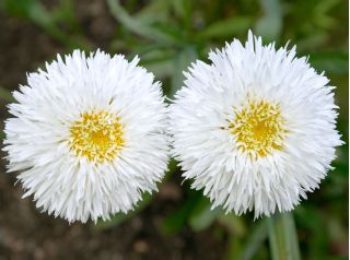 Crazy Daisy, Snowdrift sēklas - Chrysanthemum max fl.pl - 160 sēklas - Chrysanthemum maximum fl. pl. Crazy Daisy