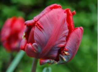 Tulipa rokoko - Tulipán Rokoko - 5 květinové cibule - Tulipa Rococo