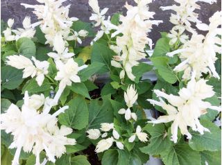 Tropická šalvěj - bílá odrůda - 10 semen - Salvia splendens - semena