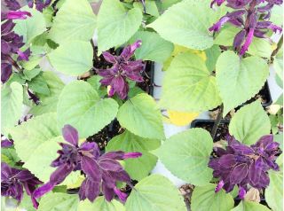 Alegria de jardim - violeta - 84 sementes - Salvia splendens