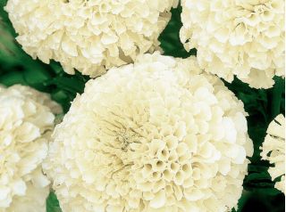 Kremalı beyaz Meksika kadife çiçeği - 35 cm ye kadar düşük yetişen çeşitler; Aztek kadife çiçeği - 150 tohum - Tagetes erecta  - tohumlar