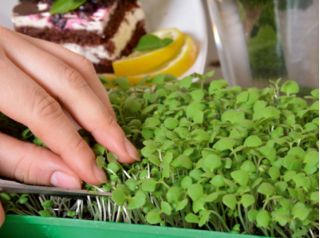 Microgreens - Heaven - mistura suave - conjunto de 10 peças com recipiente em crescimento -  - sementes