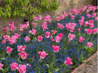 Tulipán "Innuendo" a modré alpine pomněnka - květinové cibulky a semena set - 