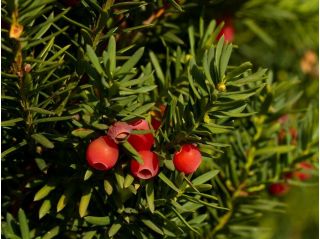 유럽 yew, 영어 yew - 20 종자 - Taxus baccata L. - 씨앗