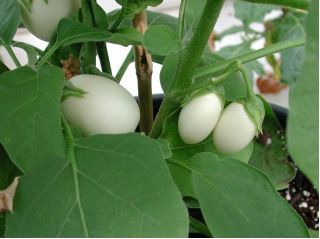 Aubergine - Golden Eggs - 25 zaden - Solanum melongena