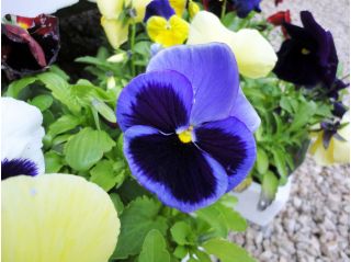 Голяма цветна градинка - синя с черно петно - 400 семена - Viola x wittrockiana 